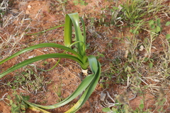 Crinum flaccidum