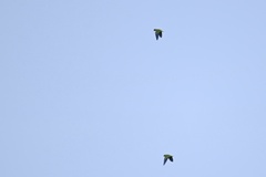 Brotogeris cyanoptera