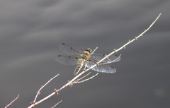 Libellula quadrimaculata