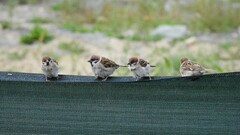 Passer montanus montanus