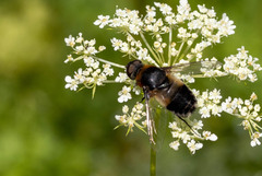 Bombyliidae