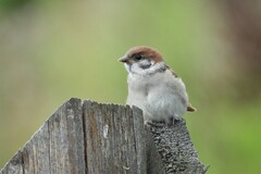 Passer montanus montanus