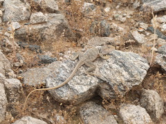 Crotaphytus nebrius