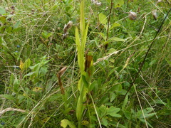 Platanthera lacera