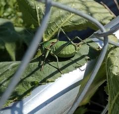 Anabrus simplex