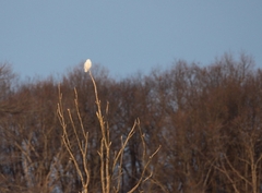 Bubo scandiacus