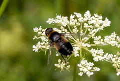 Bombyliidae