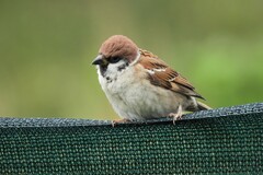 Passer montanus montanus