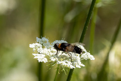 Bombyliidae