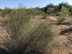 Bebbia juncea