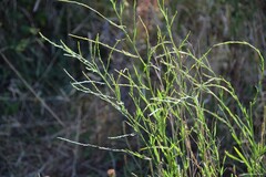 Lactuca virosa