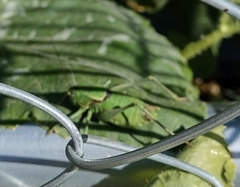 Anabrus simplex