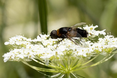 Bombyliidae