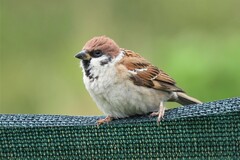 Passer montanus montanus