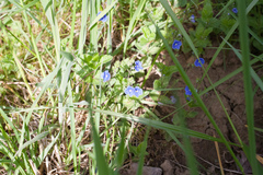 Veronica chamaedrys