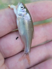 Cyprinella lutrensis