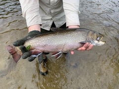 Salvelinus fontinalis