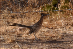 Geococcyx californianus