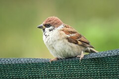 Passer montanus montanus