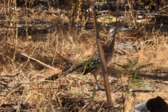 Geococcyx californianus