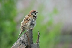 Passer montanus montanus