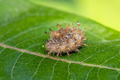 Polygonia interrogationis