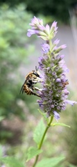 Anthidium manicatum