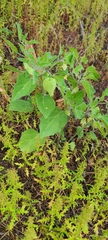 Physalis hederifolia