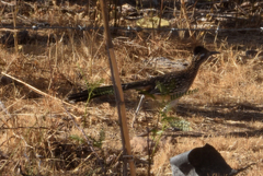 Geococcyx californianus