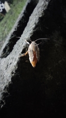 Halysidota