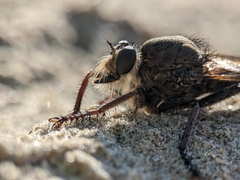 Proctacanthus milbertii
