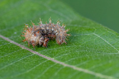 Polygonia interrogationis