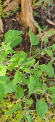 Physalis hederifolia
