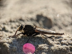 Proctacanthus milbertii