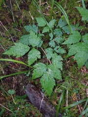 Rubus spectabilis