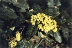 Pomaderris elliptica