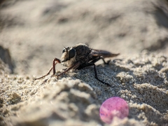 Proctacanthus milbertii