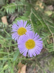 Erigeron philadelphicus