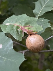 Amphibolips quercusinanis