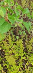 Physalis hederifolia