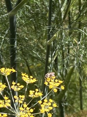 Halictus tripartitus