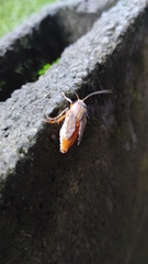 Halysidota