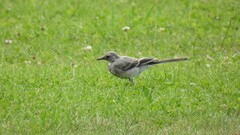 Motacilla alba alba