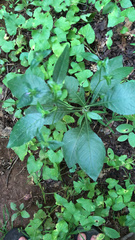 Elephantopus carolinianus