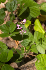 Hylodesmum glutinosum