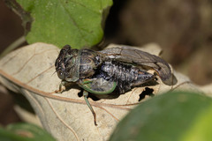 Neotibicen canicularis