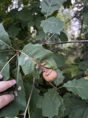 Amphibolips quercusinanis
