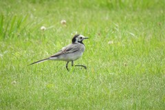 Motacilla alba alba