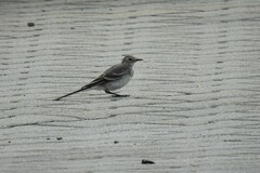 Motacilla alba alba