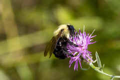 Bombus citrinus